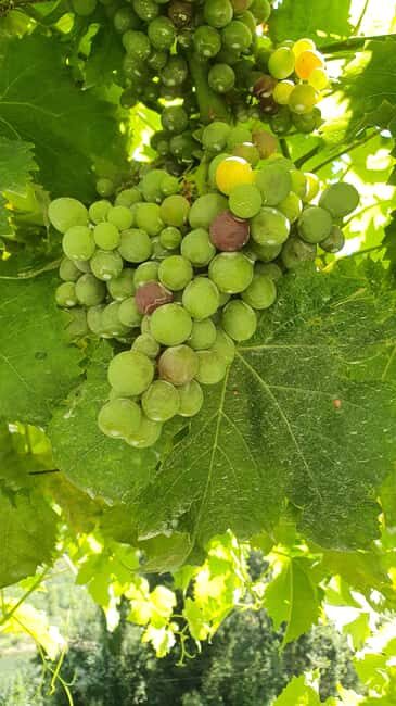 From Porto: Douro Valley Wine Tasting Tour With Hotel Pickup - The Douro Valley Winemaking & Tasting Experience