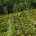 From Porto: Private Vinho Verde wine tour with tasting, lunch, and palace visit. - What Sets This Tour Apart?