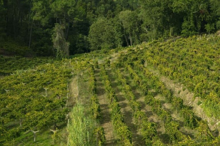 From Porto: Private Vinho Verde wine tour with tasting, lunch, and palace visit. - What Sets This Tour Apart?