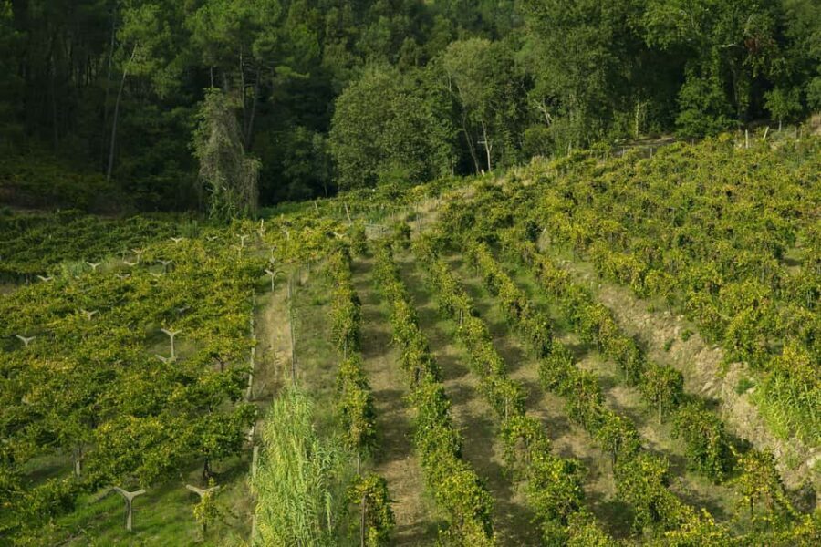 From Porto: Private Vinho Verde wine tour with tasting, lunch, and palace visit. - What Sets This Tour Apart?