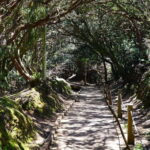 From Puerto de La Cruz: VIP Tour Around Anaga and La Laguna - FAQ