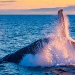 From Reykjavik: Full Day Whale Watching & Golden Circle Tour - Real Traveler Insights