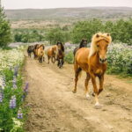 From Reykjavík: Icelandic Horse Riding Tour in Lava Fields - Practical Details That Matter
