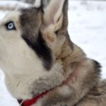From Rovaniemi: 5km passenger Husky Sleigh Ride - Who Should Book This Tour?