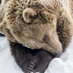 From Rovaniemi: Ranua Wildlife Park Experience - Who Will Love This Tour?