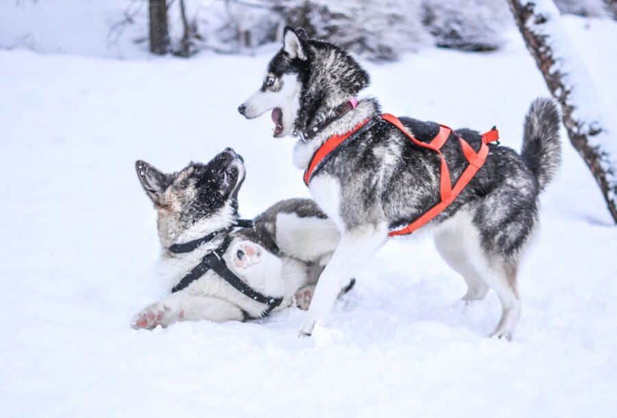 From Rovaniemi: Self-Driven 10km Husky Sled Ride - What to Expect from the Experience