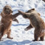 From Rovaniemi: Visit Wildlife Park in Ranua - The Value of This Tour