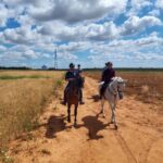 From Seville: Andalusian Horseback Ride - Who Will Love This Experience?