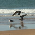 From Seville: Doñana, El Rocio, and Matalascañas Beach Tour - What Makes This Tour Stand Out