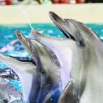 From Side Dolphin and Seal Show Ticket with Hotel Transfers - Practical Details and Tips