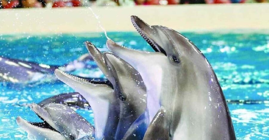 From Side Dolphin and Seal Show Ticket with Hotel Transfers - Practical Details and Tips