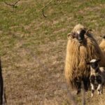 From Sighisoara: City Tour Sibiu with UNESCO Half day tour - The Journey from Sighisoara to Sibiu