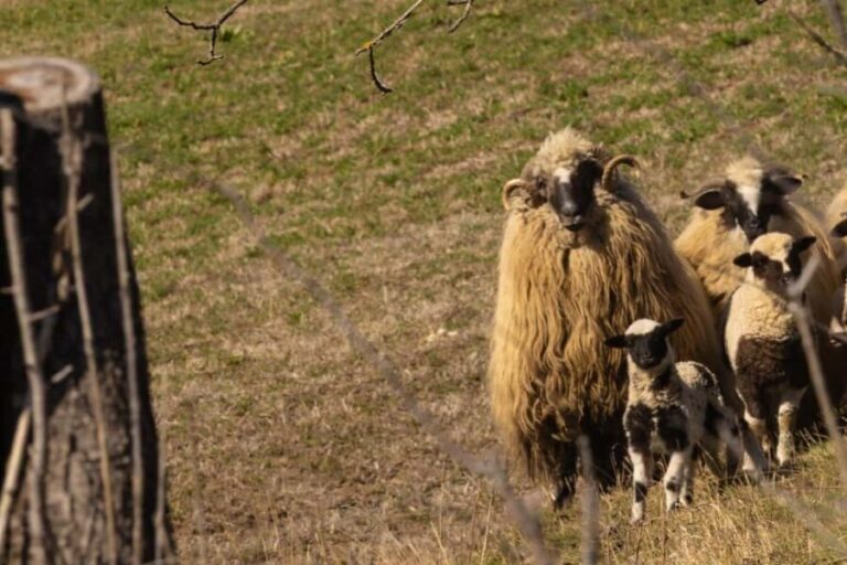 From Sighisoara: City Tour Sibiu with UNESCO Half day tour - The Journey from Sighisoara to Sibiu