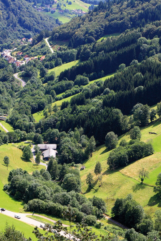 From Strasbourg: Black Forest and Baden Baden Day Trip - What Makes This Tour Stand Out?