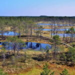 From Tallinn: Guided Bog-Shoe Hiking Tour - The Complete Experience: What to Expect on the Tour