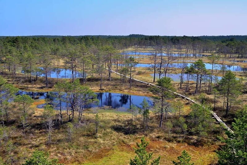From Tallinn: Guided Bog-Shoe Hiking Tour - The Complete Experience: What to Expect on the Tour
