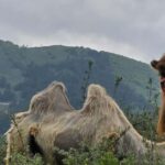 From Tbilisi: Kazbegi Private Tour with 4x4 and Waterfalls - The Ultimate Guide to Your Kazbegi Private Tour
