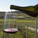 From Tirana: Wine Tasting & Durres Small Group Tour - Who Will Love This Tour?