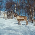 From Tromsø: Daytime Reindeer Sledding at Camp Tamok - The Itinerary Breakdown