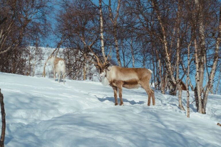 From Tromsø: Daytime Reindeer Sledding at Camp Tamok - The Itinerary Breakdown