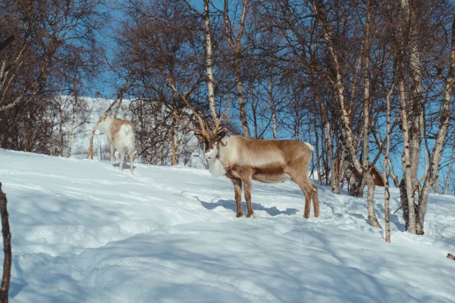 From Tromsø: Daytime Reindeer Sledding at Camp Tamok - The Itinerary Breakdown