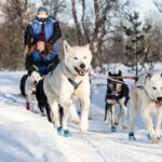 From Tromsø: Dog Sledding Experience with Transfer - Deep Dive into the Itinerary
