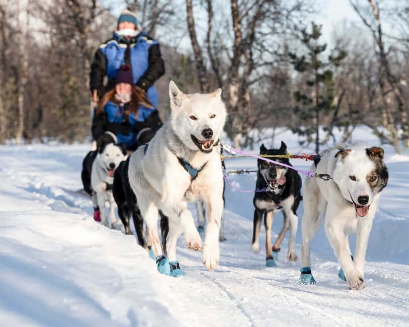 From Tromsø: Dog Sledding Experience with Transfer - Deep Dive into the Itinerary
