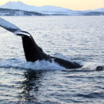 From Tromsø: Whale & Orca Safari with Lunch Included - The Sum Up