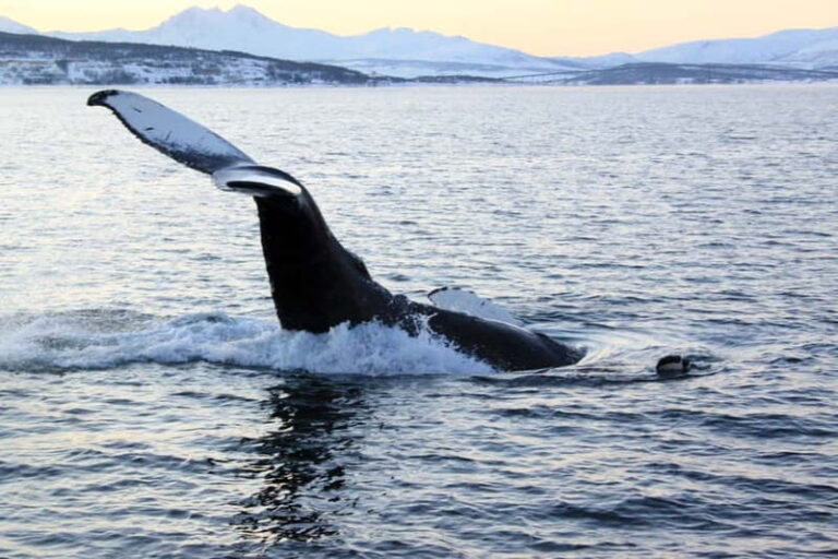 From Tromsø: Whale & Orca Safari with Lunch Included - The Sum Up