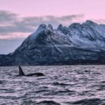 From Tromsø: Whale Sea Safari by RIB Boat - Final Thoughts