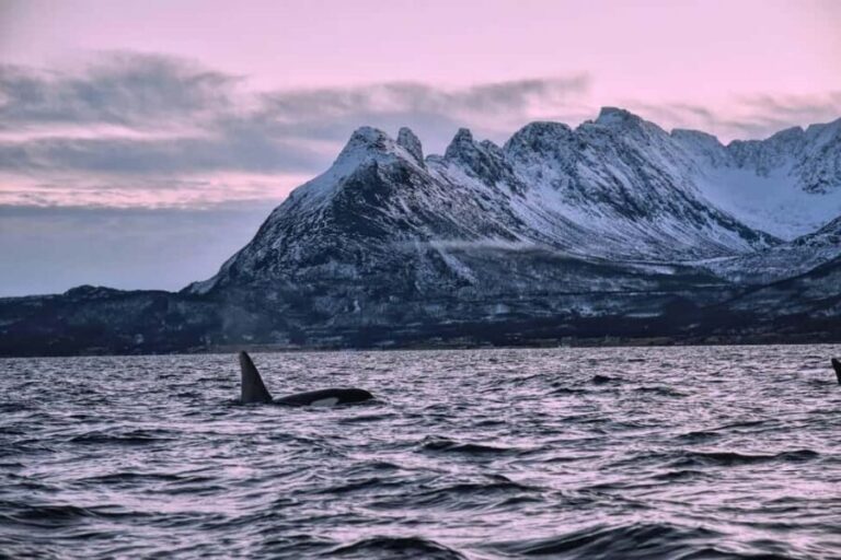 From Tromsø: Whale Sea Safari by RIB Boat - Final Thoughts