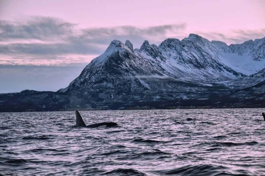 From Tromsø: Whale Sea Safari by RIB Boat - Final Thoughts