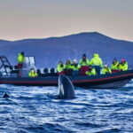 From Tromso: Whale Watching in Magic Skjervoy - What Makes This Tour Special?