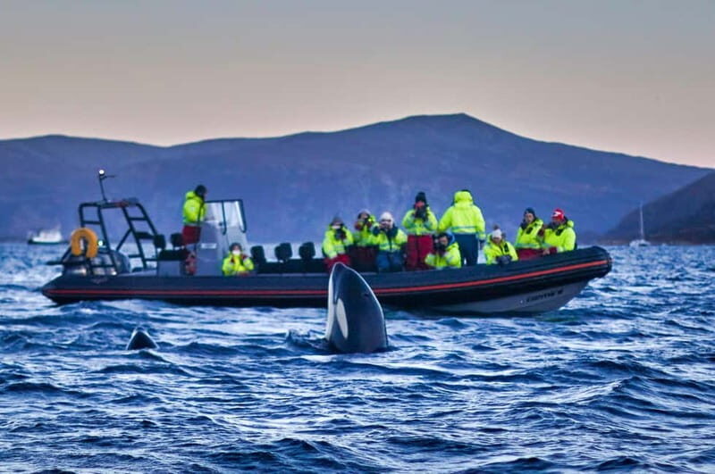 From Tromso: Whale Watching in Magic Skjervoy - What Makes This Tour Special?