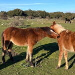 From Tuili: trekking in the Giara Park - Why This Tour Works