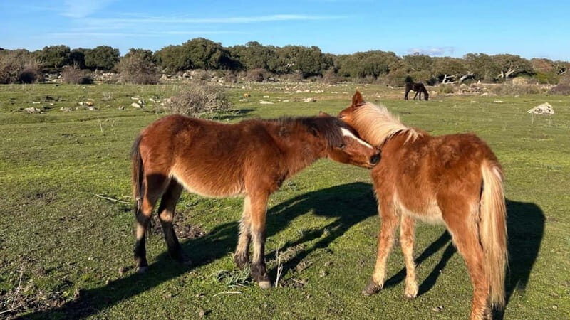 From Tuili: trekking in the Giara Park - Why This Tour Works
