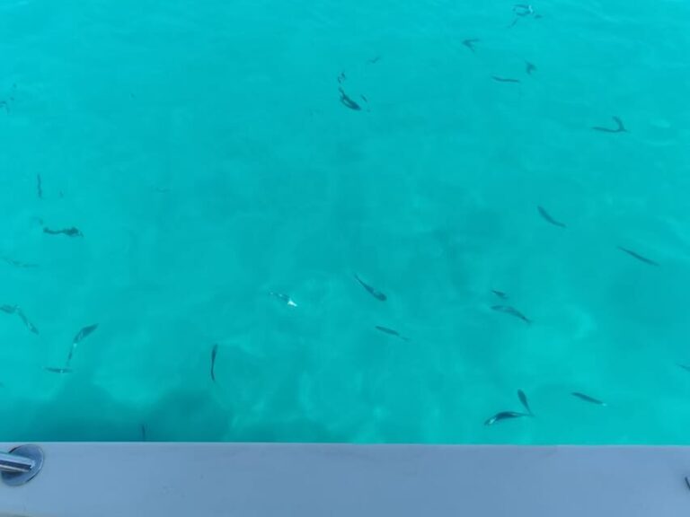 From Zadar: Sakarun Beach Private Speed Boat Tour - Authentic Reviews and Insights