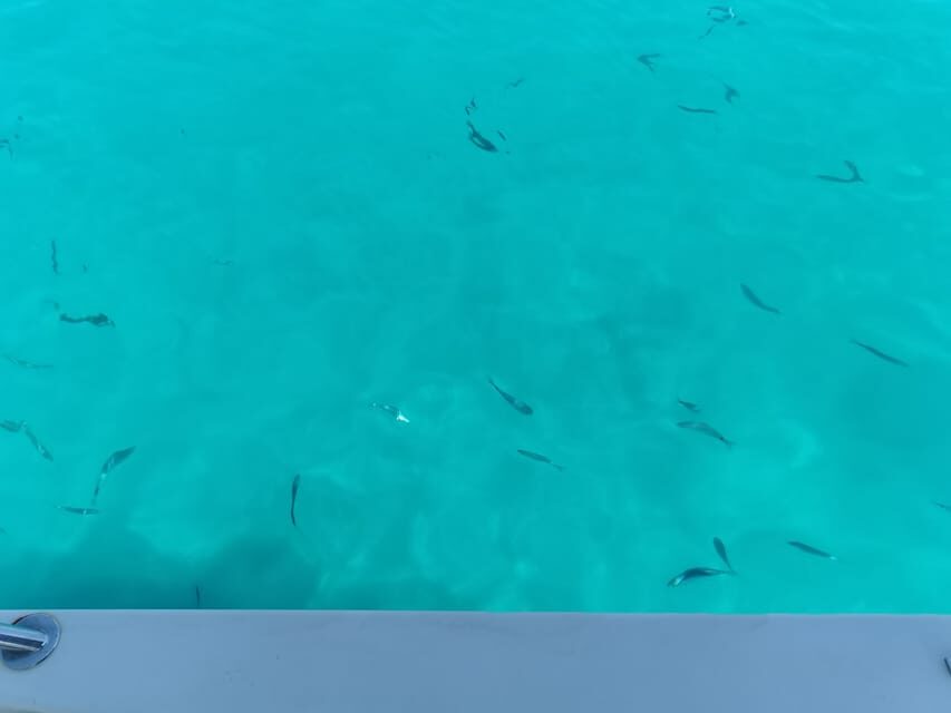 From Zadar: Sakarun Beach Private Speed Boat Tour - Authentic Reviews and Insights