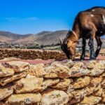 Fuerteventura: Guided Trekking Tour with Island Goats - The Itinerary in Detail