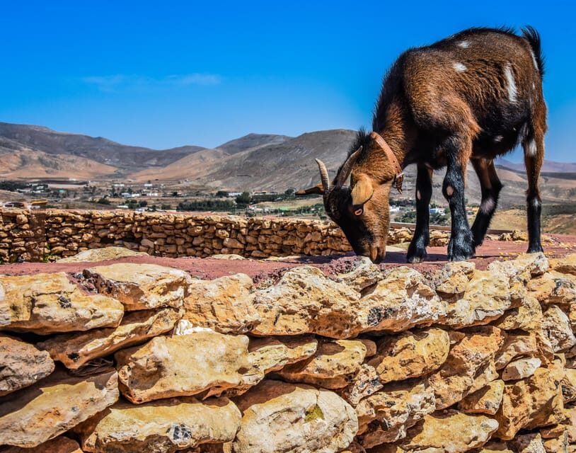 Fuerteventura: Guided Trekking Tour with Island Goats - The Itinerary in Detail