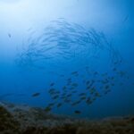 Fuerteventura: Introductory Dive in La Lajita with Pickup - Why This Tour Offers Great Value