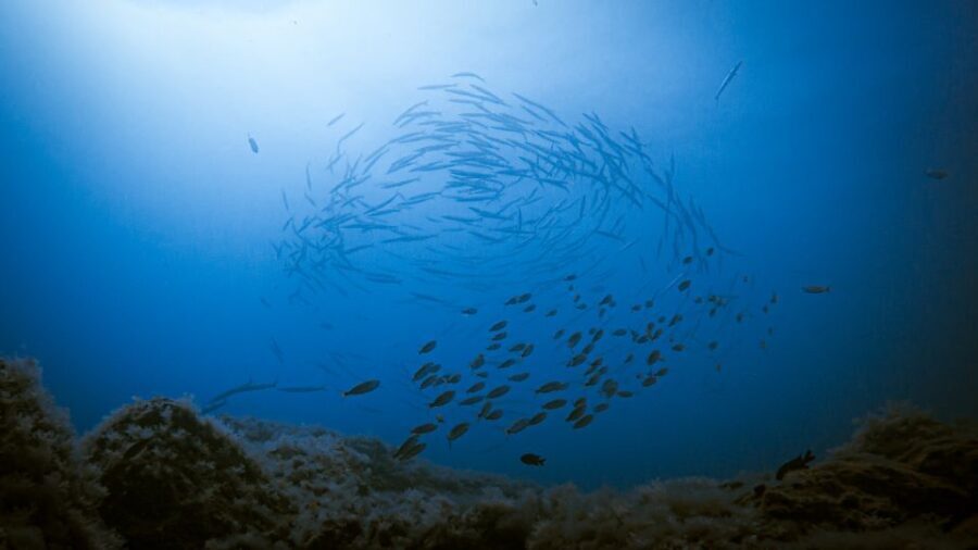 Fuerteventura: Introductory Dive in La Lajita with Pickup - Why This Tour Offers Great Value