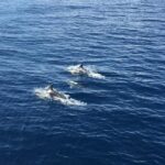 Fuerteventura: Whale & Dolphin Watching Boat Tour with Guide - An In-Depth Look at the Experience