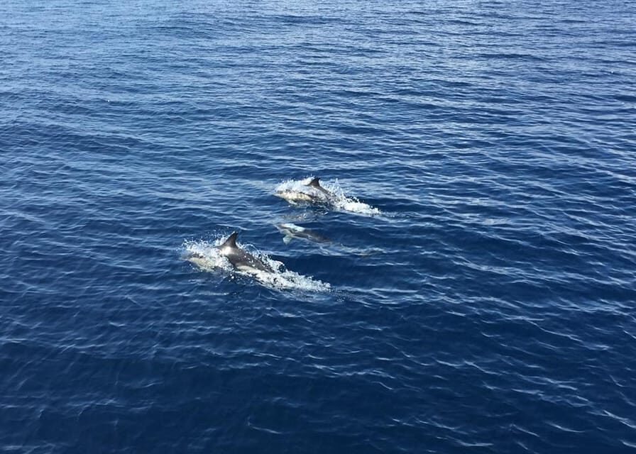 Fuerteventura: Whale & Dolphin Watching Boat Tour with Guide - An In-Depth Look at the Experience