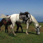 Full Day Adventure in Borjomi! - Exploring Borjomi: A Natural Treasure in Georgia