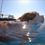 Full Day Cruise in Athenian Riviera - Who Should Book This Tour?