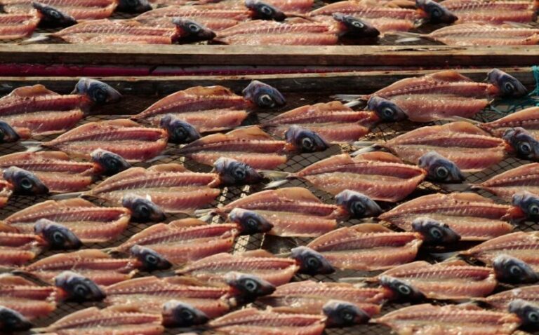 Full Day Tour - Transfer to Porto from Lisbon with Stops - Transport and Comfort