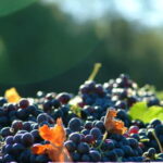 Full-Day Wine Tour in Bellet & Saint-Paul de Vence From Nice - The Educational Aspect