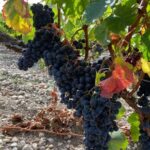 Full Day Wine tour in saint emilion & Margaux - Final Thoughts