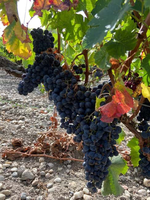 Full Day Wine tour in saint emilion & Margaux - Final Thoughts